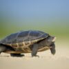 turtle, reptile, walk, walking, shell, turtle shell, animal world, wildlife photography, animal, endangered, nature, slow, wild, wildlife, turtle, turtle, turtle, turtle, turtle, slow