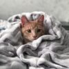 A cute tabby cat snuggled in a plush blanket, exuding warmth and comfort.