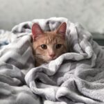 A cute tabby cat snuggled in a plush blanket, exuding warmth and comfort.
