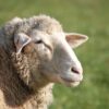 sheep, animal, mammal, live stock, domestic sheep, ruminant, ungulate, landscape, nature, sheep, sheep, sheep, sheep, sheep