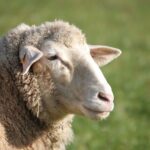 sheep, animal, mammal, live stock, domestic sheep, ruminant, ungulate, landscape, nature, sheep, sheep, sheep, sheep, sheep