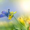 mazarine blue butterfly, butterfly, flowers, polyommatus semiargus, flower wallpaper, wings, insect, pollination, beautiful flowers, flower background, yellow flower, bloom, plant, nature, closeup